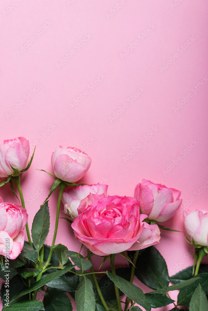 Pink English roses on the pink background