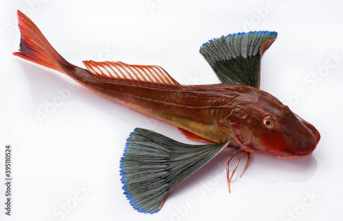 Red Gurnard Fish (Chelidonichthys cuculus) on White Background photo