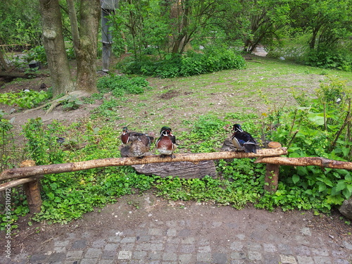 In the zoo