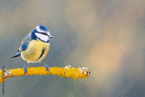 Blue Tit on a Yellow Branch looking Ahead