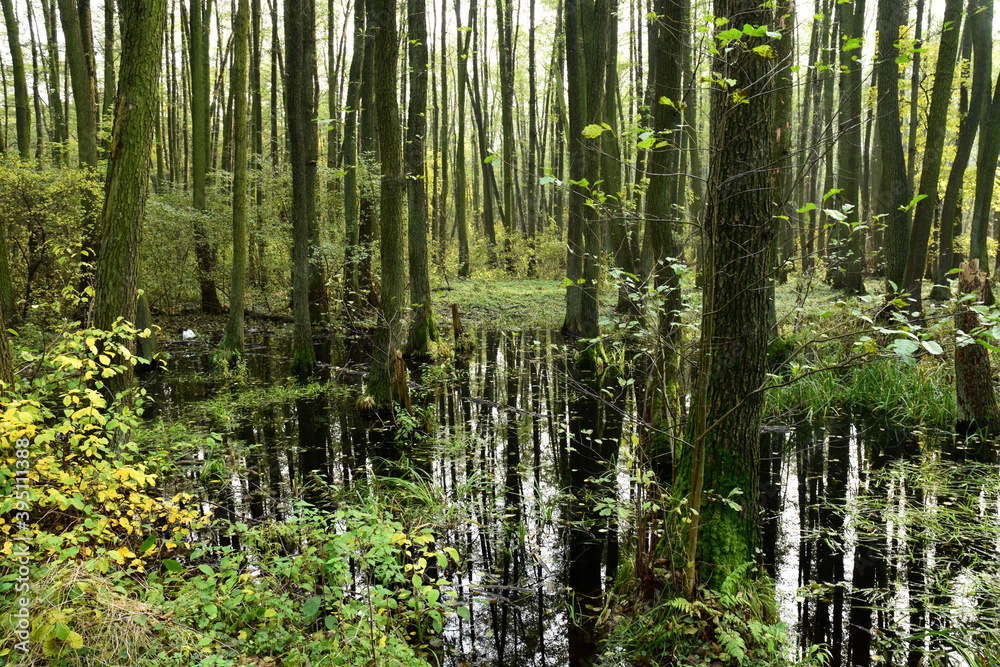 Autumn alder-bog forest with water flooded trees Autumn alder-bog forest with water flooded trees