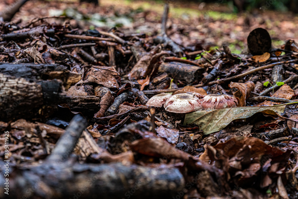 Mushrooms in the forest