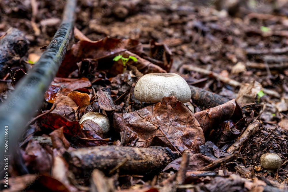 brown mushrooms in the forest brown mushrooms in the forest