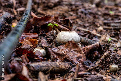 brown mushrooms in the forest