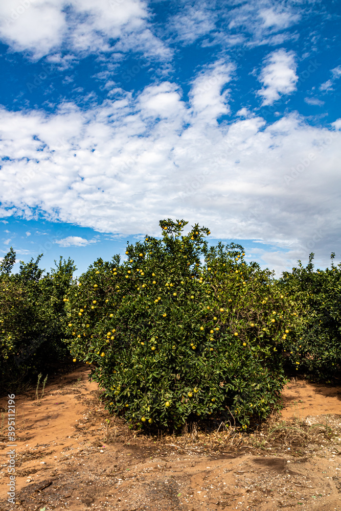 orange tree plantation orange tree plantation