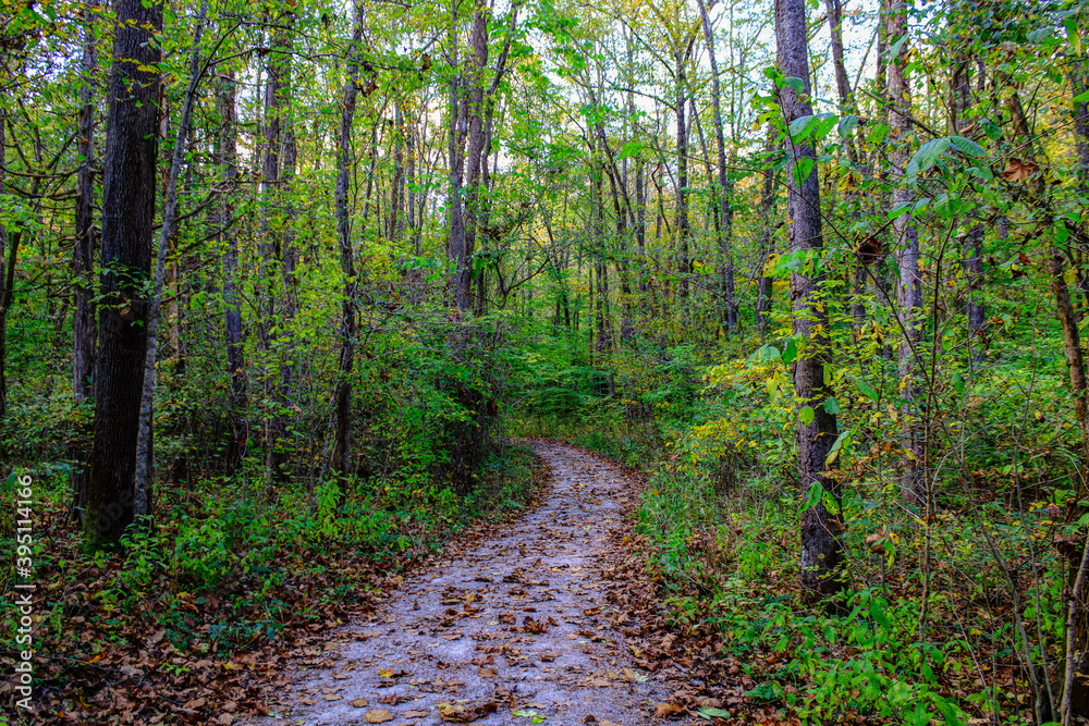 path in the forest