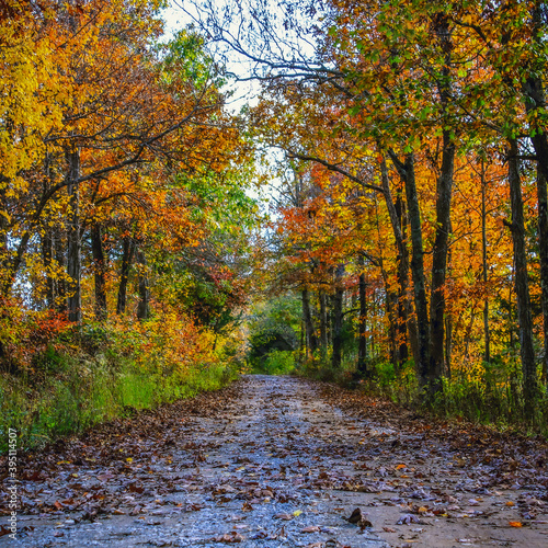 Fototapeta Naklejka Na Ścianę i Meble -  autumn along a dirt road in the forest