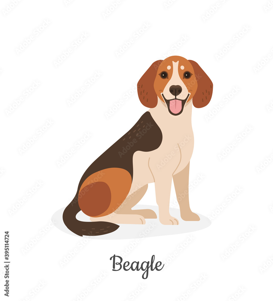 Beagle. Vector illustration of cute spotted brown dog  in flat style. Isolated on white