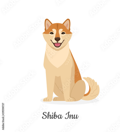 Shiba Inu. Vector illustration of cute big yellow asian dog in flat style. Isolated on white