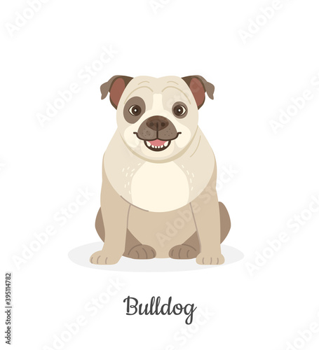 English Bulldog. Vector illustration of cute white Bulldog with a spot on the eye in flat style. Isolated on white