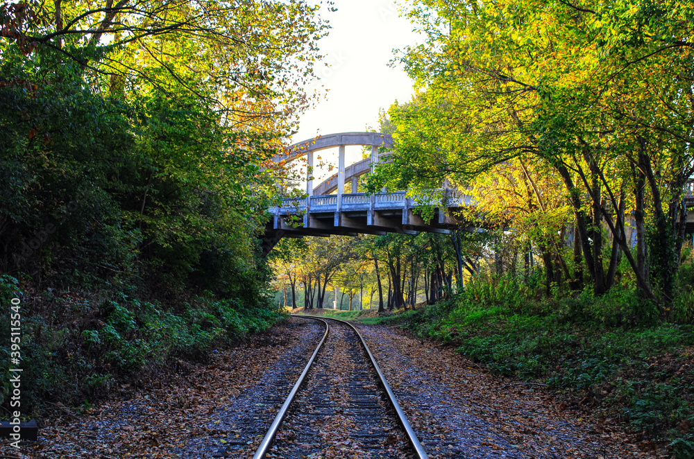 Fototapeta premium railway in the forest