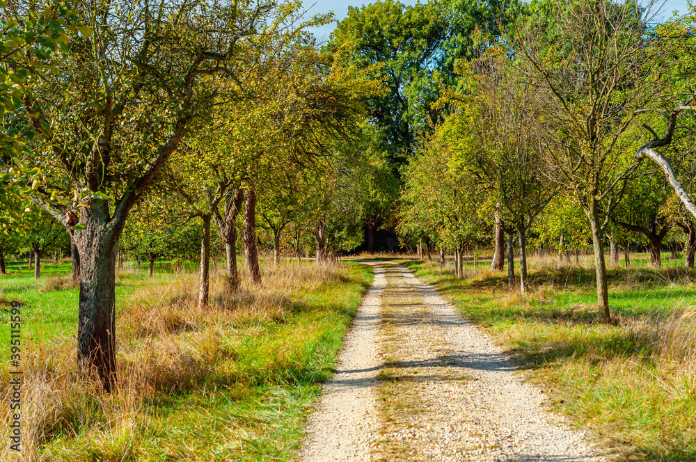 Mannheim, Germany. October 4th, 2009. Dirt road through a field of apple trees in the nature reserve called Mannheim, Germany. October 4th, 2009. Dirt road through a field of apple trees in the nature reserve called