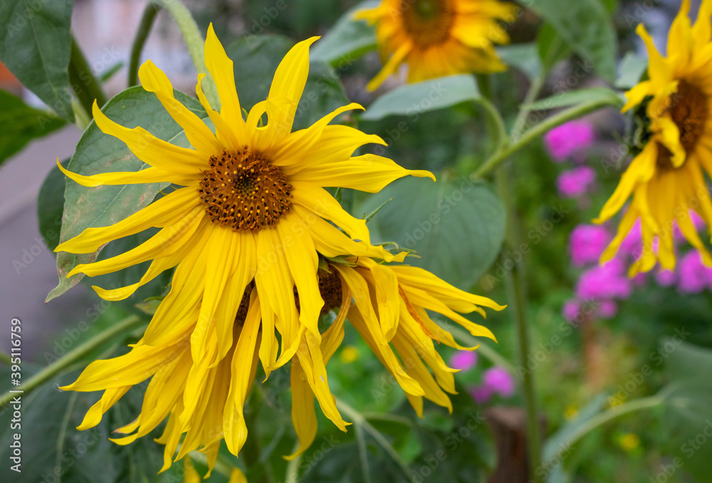 Obraz premium decorative sunflower flower in the garden, decorative sunflower close up