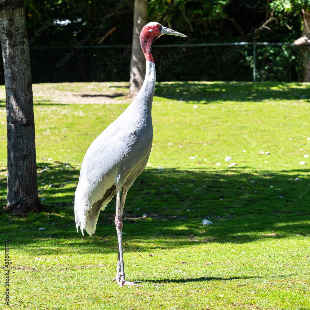 Naklejka premium Sarus crane, Grus antigone also known as Indian sarus crane