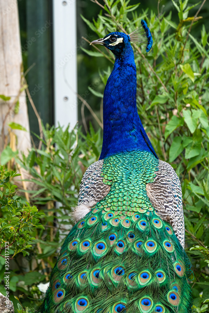 Obraz premium Indian Peacock or Blue Peacock, Pavo cristatus