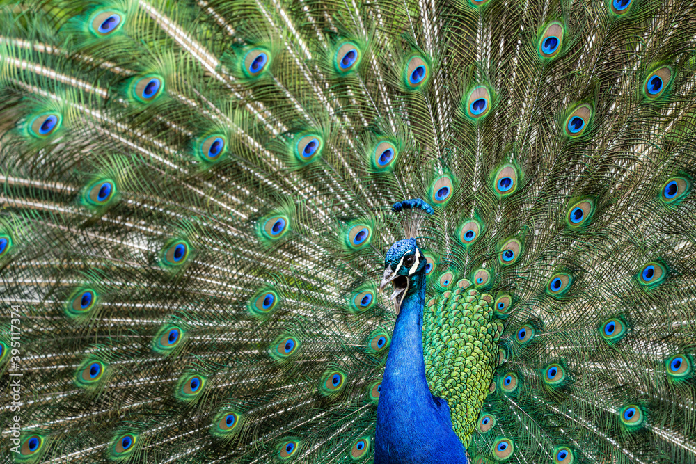 Obraz premium Indian Peacock or Blue Peacock, Pavo cristatus