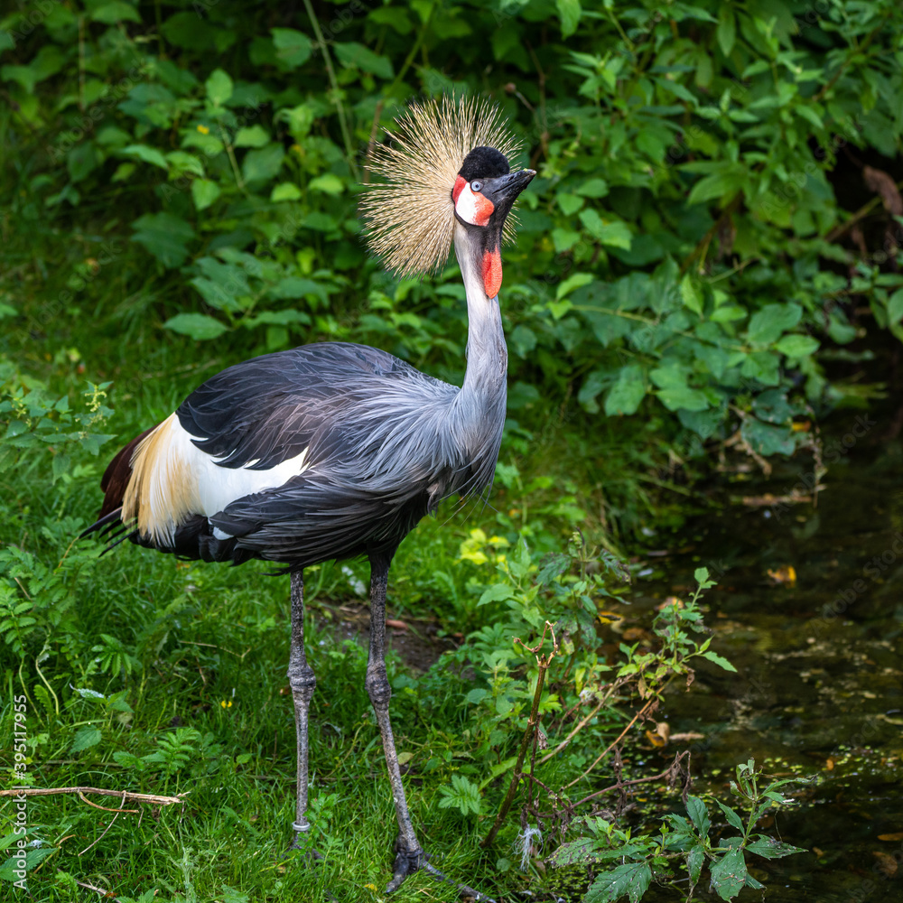 Fototapeta premium Black Crowned Crane, Balearica pavonina in a park