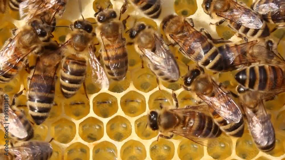 Agreed work of colony of bees.
Bees build honeycombs and transform nectar into honey. Agreed work of colony of bees.
Bees build honeycombs and transform nectar into honey.