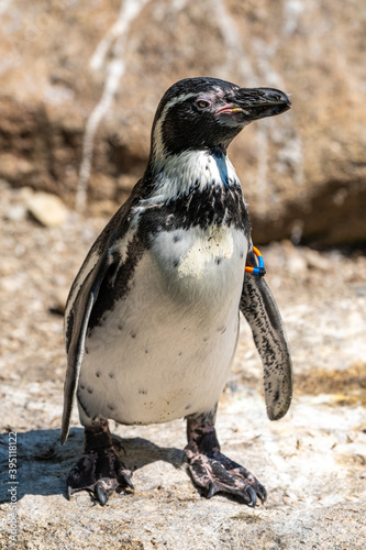 Humboldt Penguin, Spheniscus humboldti in a park