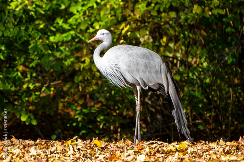 The Blue Crane  Grus paradisea  is an endangered bird