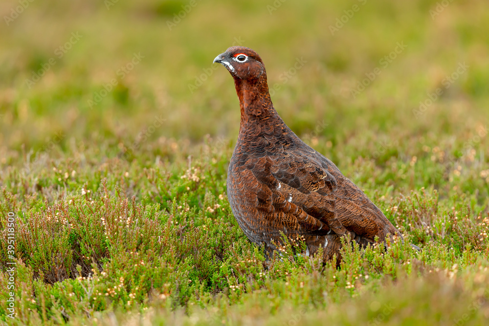 Red Grouse (Scientific name: Lagopus Lagopus) Close up of a male Red Grouse with red eyebrow, facing left in natural moorland heather habitat. Blurred background. Horizontal. Space for copy. Red Grouse (Scientific name: Lagopus Lagopus) Close up of a male Red Grouse with red eyebrow, facing left in natural moorland heather habitat. Blurred background. Horizontal. Space for copy.