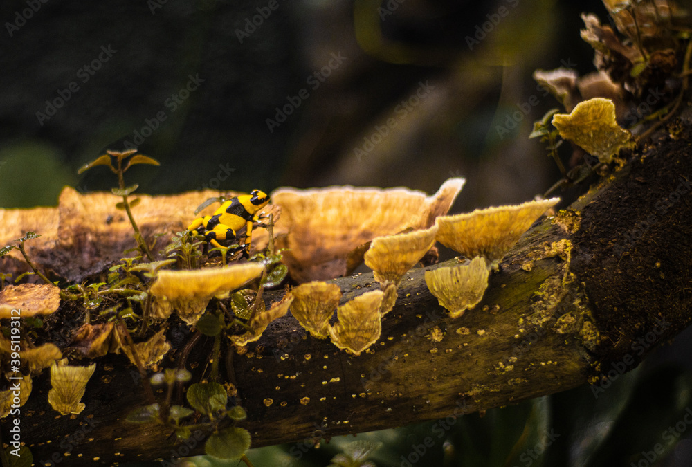 rana venenosa amazonas latinoamerica amarillo