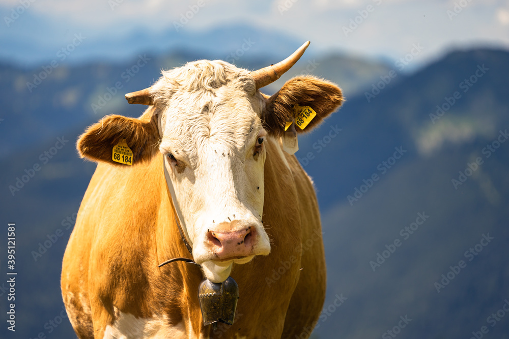 cow in the montains alps bavaria cow in the montains alps bavaria