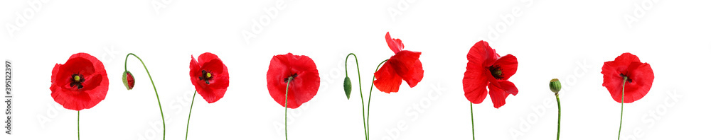 Obraz premium red cells