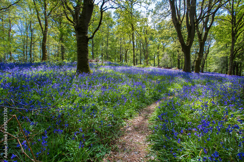 Magical sunlit path through bluebells and beech woodland during Spring in England photo