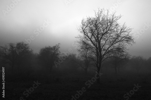 Tree in the evening fog