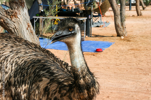 Emu in Coral  Bay, Cape Range National Park, Western Australia, West Coast, Australia