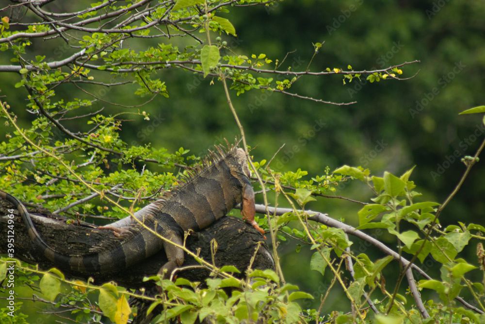 iguanas en el arbol iguanas en el arbol
