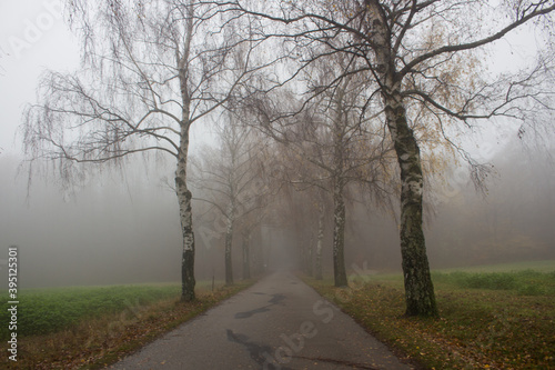 forest road in the fog