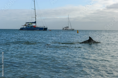 Sailing and Dolphin watching at Shark Bay, Monkey Mia, Western Australia © Flo129