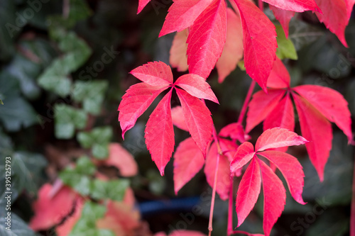 red leaves of a five finger