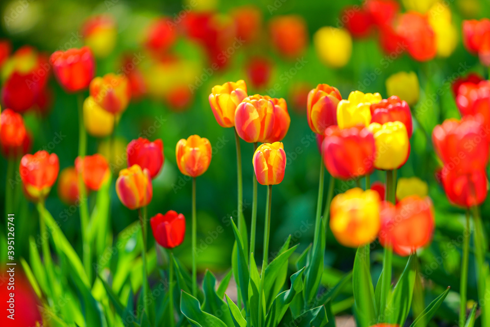 Fototapeta premium チューリップ畑