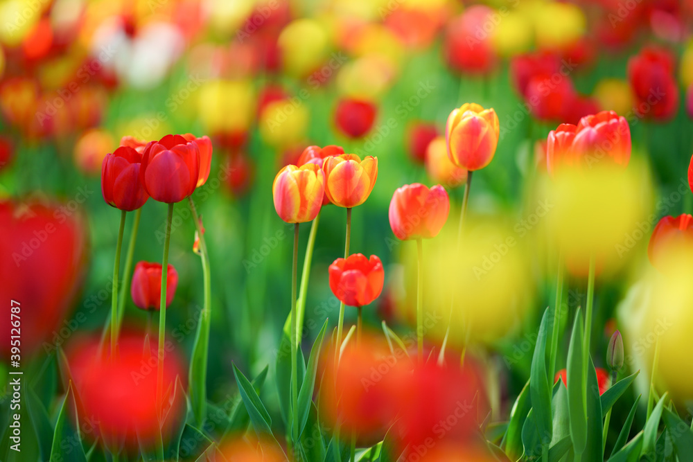 Fototapeta premium チューリップ畑