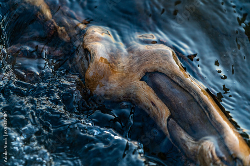 A tree root is covered in water
