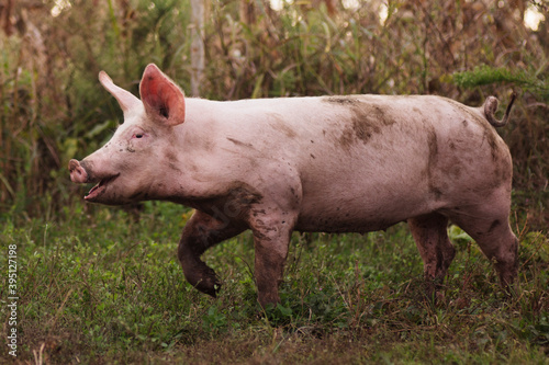 organic pig breeding © baiajaku