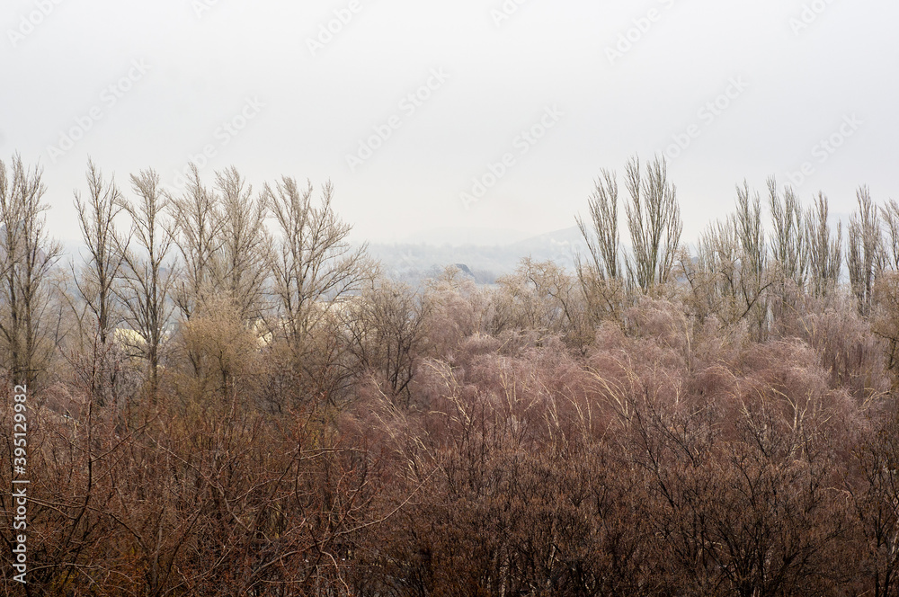 Winter urban frosty landscape - snow covered trees on foggy background Winter urban frosty landscape - snow covered trees on foggy background