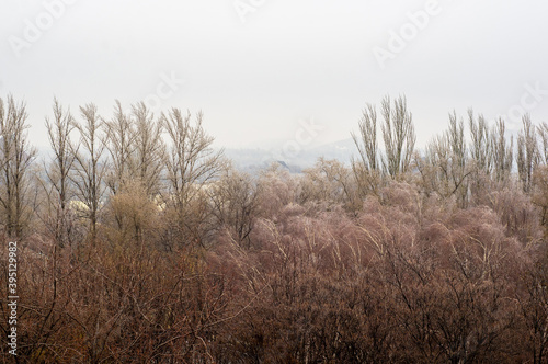 Fototapeta Naklejka Na Ścianę i Meble -  Winter urban frosty landscape - snow covered trees on foggy background