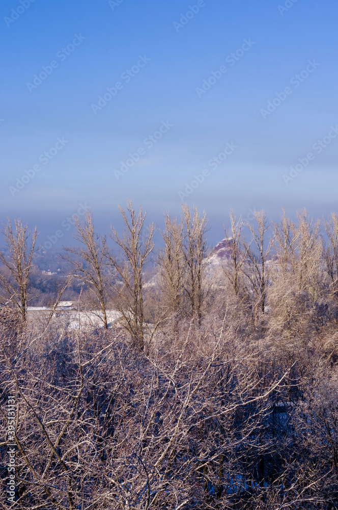 Winter urban frosty landscape - snow covered trees on foggy background Winter urban frosty landscape - snow covered trees on foggy background