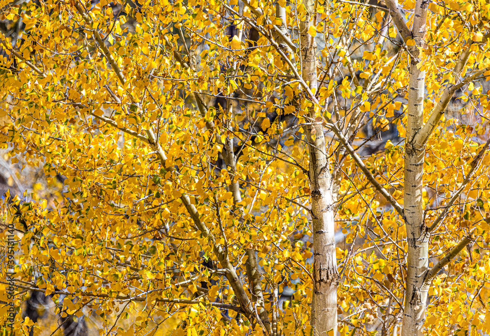 Golden foliage of Aspen trees in Colorado, USA Golden foliage of Aspen trees in Colorado, USA