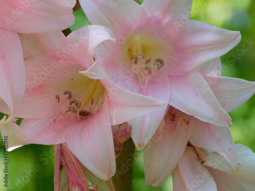 Flores rosas