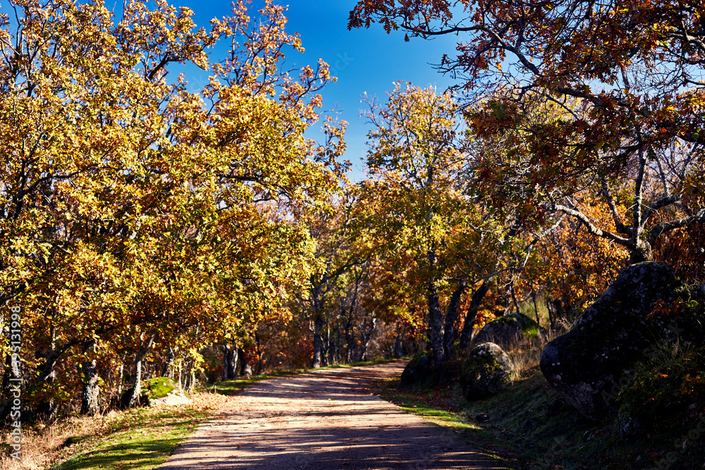 Clear path surrounded by trees in the middle of a yellow and red autumn Clear path surrounded by trees in the middle of a yellow and red autumn