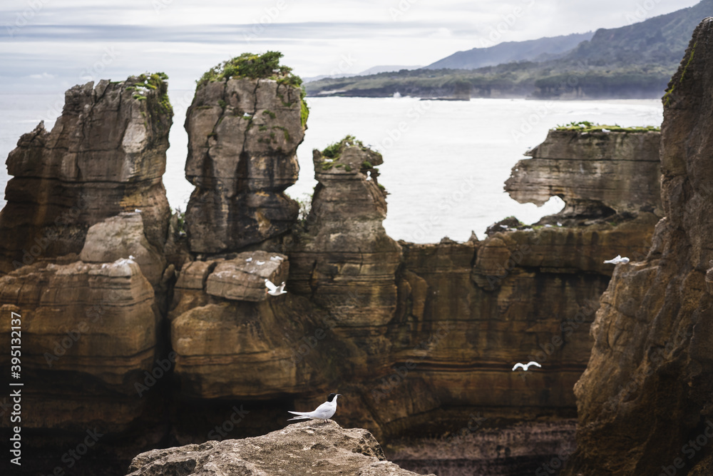 White-fronted tern or Sterna striata posing on a rock in Pancake Rocks, Punakaiki, New Zealand.