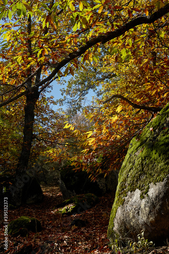 A hidden autumnal corner full of leaves where rays of light enter. Chair of Felipe II, El Escorial. Madrid. © Carmen Medina