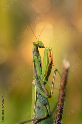 Close-up of Mantis religiosa (praying mantis) in natural conditions
