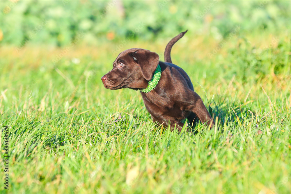 Junger brauner Labrador Welpe läuft auf einer Wiese Junger brauner Labrador Welpe läuft auf einer Wiese