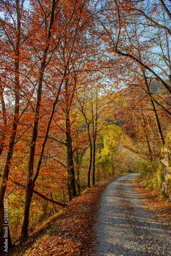 road in the woods